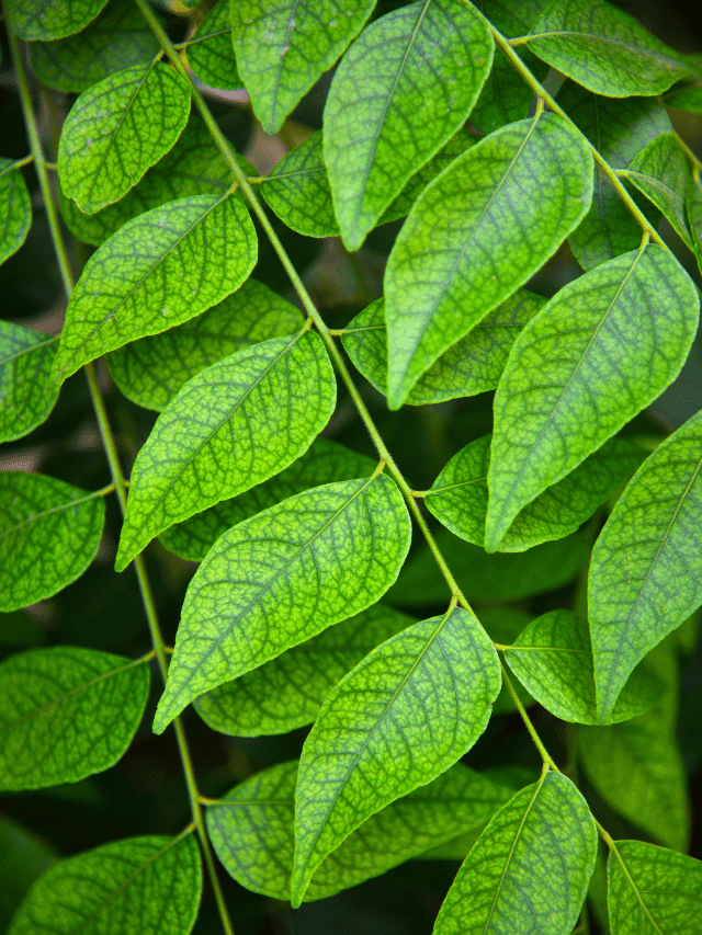 കറിവേപ്പില അച്ചാറിടാം, ആരോഗ്യത്തിന് ഗുണകരം
