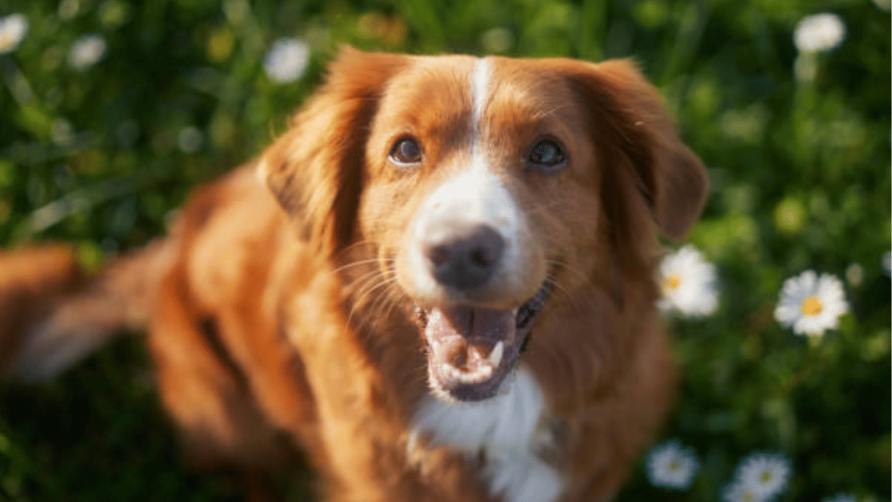 Dog Food: നായ്ക്കൾക്ക് ഒരിക്കലും ഈ ഭക്ഷണങ്ങൾ കൊടുക്കരുത്, അപകടമാണേ... Dog Food: നായ്ക്കൾക്ക് ഒരിക്കലും ഈ ഭക്ഷണങ്ങൾ കൊടുക്കരുത്, അപകടമാണേ...