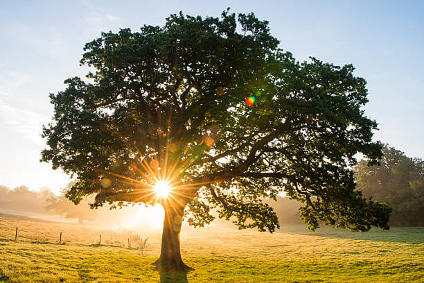 സൂര്യപ്രകാശം അധികമെത്താത്ത വീടുകളിലോ സ്ഥലങ്ങളിലോ ‌ജീവിക്കുന്നവർ ദിവസവും ഇടയ്ക്കിടെ പുറത്തിറങ്ങി വെയിൽ കൊള്ളേണ്ടതിന്റെ ആവശ്യകതയും റിപ്പോർട്ടിൽ ചൂണ്ടികാട്ടുന്നു. എന്നാൽ പരീക്ഷണത്തിന് ഇറങ്ങിതിരിക്കും മുമ്പ് നിങ്ങൾ സ്ഥിരമായി കാണിക്കുന്ന ഡോക്ടറുടെ നിർദ്ദേശം തേടുന്നത് എന്തുകൊണ്ടും നല്ലതായിരിക്കും. 