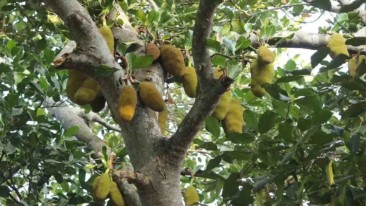 ഐസ്ക്രീം, സോഫ്റ്റ് ഡ്രിങ്ക്‌സ് തുടങ്ങിയ തണുത്ത പാനീയങ്ങൾ ചക്ക കഴിച്ച ഉടൻ ഉപയോഗിക്കുന്നത് ശരീരത്തിലെ താപനിലയിൽ പെട്ടെന്ന് മാറ്റമുണ്ടാക്കുകയും ജലദോഷം, തൊണ്ടവേദന എന്നിവയ്ക്ക് കാരണമാവുകയും ചെയ്യും.