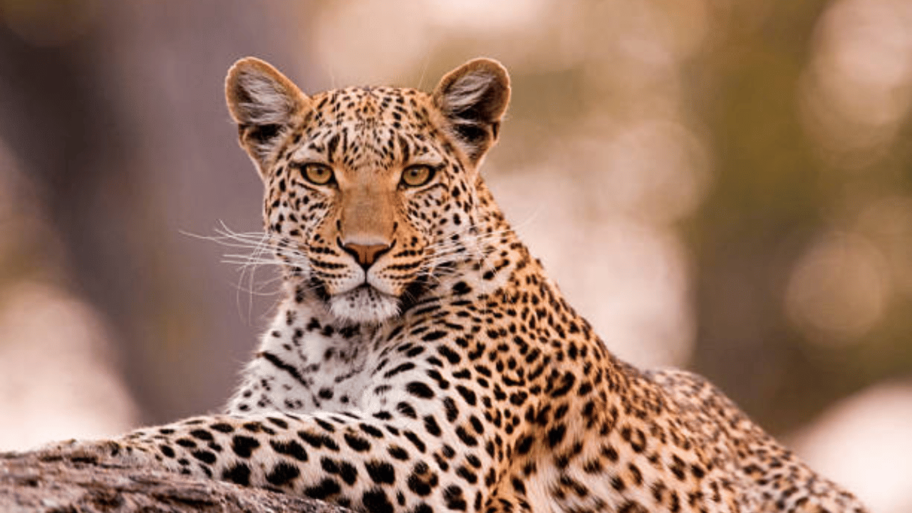 Leopard Attacks: പുലി പേടിയിൽ ഗ്രാമം, കന്നുകാലികളെ കൊന്നൊടുക്കി; വനംവകുപ്പ് ഉദ്യോഗസ്ഥരെ ബന്ദികളാക്കി