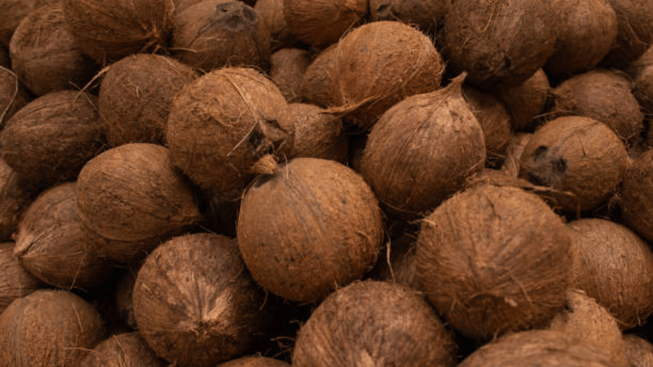 അതേസമയം, നാളികേരസീസൺ പതിവിലും നേരത്തെ ആരംഭിക്കാൻ സാധിക്കുമെന്നാണ് ചെറുകിട കർഷകർ പറയുന്നത്. വെളിച്ചെണ്ണ വിലയോടൊപ്പം തേങ്ങ വിലയിലും വലിയ മാറ്റം സംഭവിക്കുന്നുണ്ട്. നിലവിൽ 80 രൂപയ്ക്കു മുകളിൽ വരെയെത്തിയ തേങ്ങയുടെ ചില്ലറ വില ഏകദേശം 53 - 60 രൂപയായിട്ടുണ്ട്.