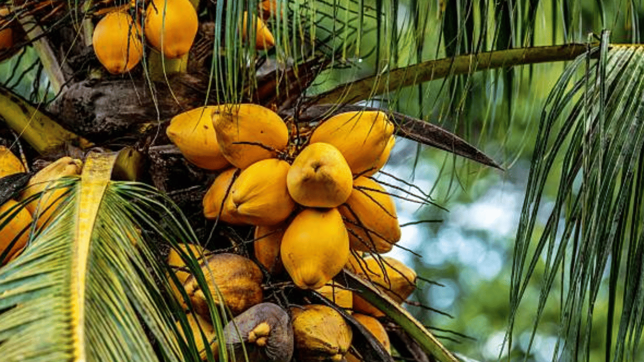 വലിയ തോതിലുള്ള തേങ്ങ വിളവെടുപ്പാണ് ഇതിന് പിന്നിലെ പ്രധാന കാരണമെന്ന് വ്യാപാരികൾ പറയുന്നു. തമിഴ്നാട്, കർണാടക സംസ്ഥാനങ്ങളിൽ നിന്നുള്ള കൊപ്ര വരവ് വർദ്ധിക്കുന്നതും വിലയിടിവിന് കാരണമാകുന്നുണ്ട്. നിലവിൽ ഒരു ലിറ്റർ ഏകദേശം 350 - 385 രൂപ നിരക്കിലാണ് വിപണിയിൽ ലഭ്യമാകുന്നത്.