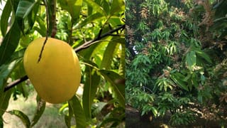 Vitamin C ​Intake: വിറ്റാമിൻ സി ശരീരത്തിന് കിട്ടുന്നില്ലേ? കഴിക്കേണ്ട രീതി അറിഞ്ഞാൽ മാറ്റം ഉറപ്പ്