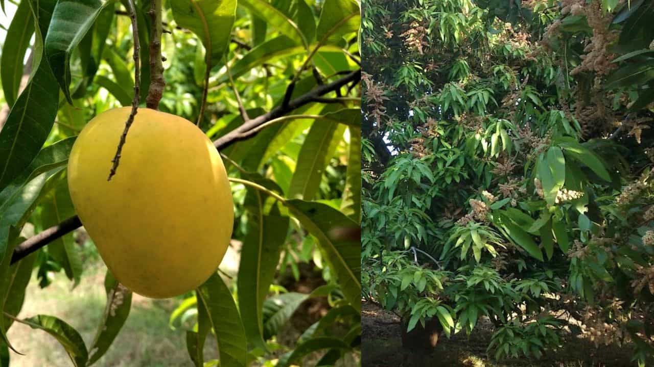 Muthalamada: ഇവിടെ കാറ്റിലും മാമ്പഴത്തിൻ്റെ മണമാണ്! കേരളത്തിൻ്റെ മാംഗോ സിറ്റിയിലെ മധുരക്കാഴ്ചകൾ കാണാം