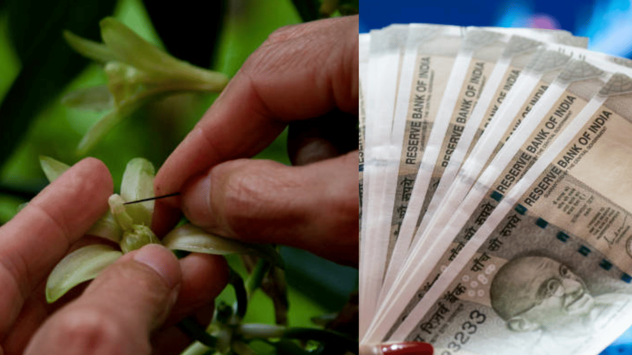 Orchid Farming: സ്ഥലം പ്രശ്നമല്ല; ഹോബിയായി തുടങ്ങാം, ലക്ഷങ്ങൾ കൊയ്യാം