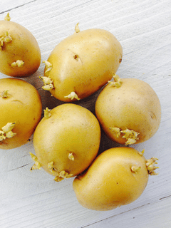 മുള വന്ന ഉരുളക്കിഴങ്ങ് കഴിക്കണോ കളയണോ?...