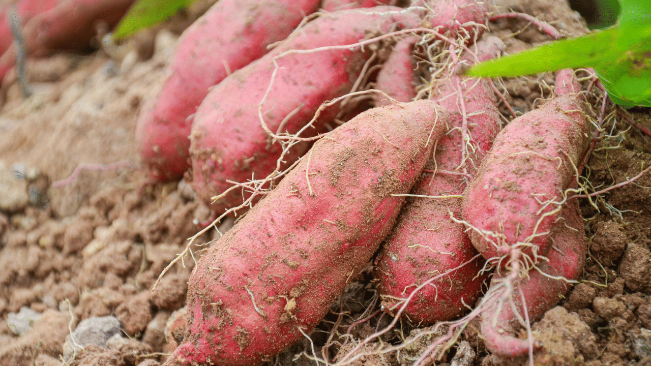 Sweet Potato: ജലദോഷവും പനിയുമാണോ? ഇതൊന്ന് കഴിച്ചാൽ മതി, ആരോഗ്യം മധുരിക്കും!