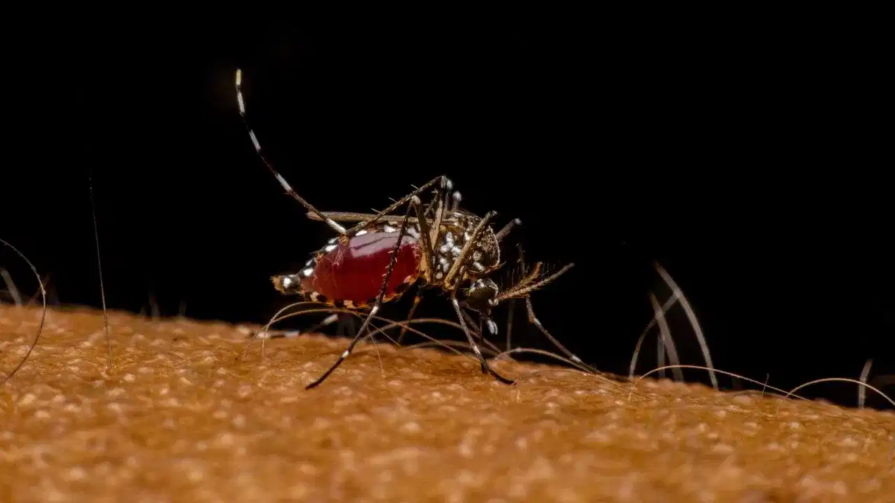Japanese Encephalitis: ലക്ഷണങ്ങളില്ല, അമീബിക് ഭീതി വരും മുമ്പേ ഉള്ളത്, ജപ്പാൻ മസ്തിഷ്കജ്വരത്തെപ്പറ്റി കേട്ടിട്ടുണ്ടോ?