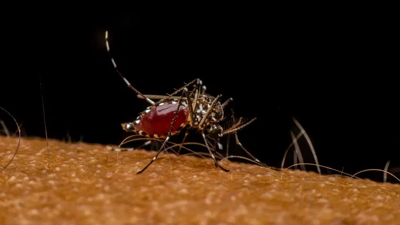 Japanese Encephalitis: ലക്ഷണങ്ങളില്ല, അമീബിക് ഭീതി വരും മുമ്പേ ഉള്ളത്, ജപ്പാൻ മസ്തിഷ്കജ്വരത്തെപ്പറ്റി കേട്ടിട്ടുണ്ടോ?