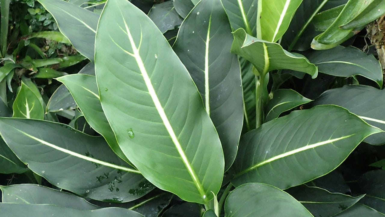 ഡൈഫൻബാക്കിയ ആണ് ഇതിൽ പ്രധാനം. ഇതിന്റെ ഇലകൾ ചവയ്ക്കുന്നത് വായിലും തൊണ്ടയിലും വീക്കമുണ്ടാക്കാൻ കാരണമാകും.