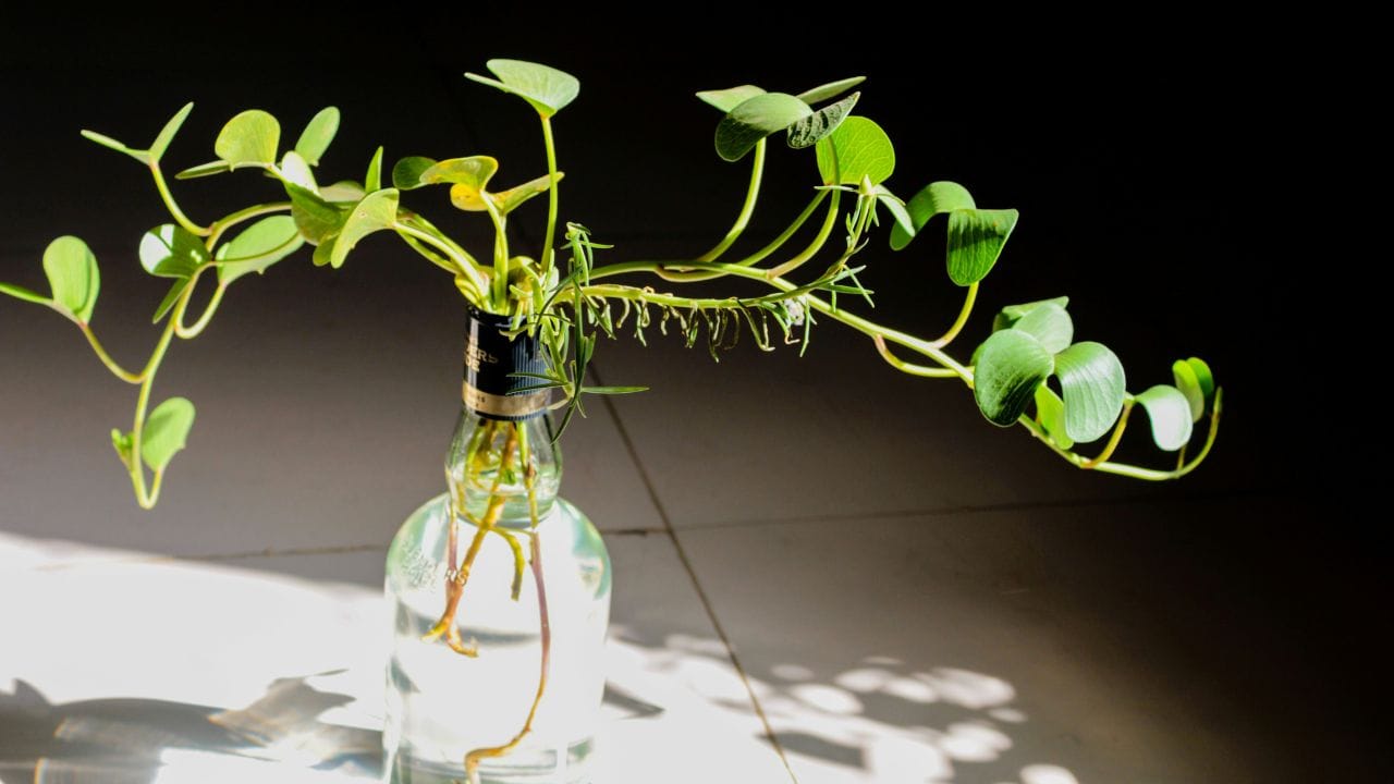 മണി പ്ലാന്റ് പോലുള്ളവ വായു ശുദ്ധീകരിക്കുമെങ്കിലും ഇവയുടെ ഇലകൾ ഉള്ളിൽ ചെന്നാൽ ഛർദ്ദിയും വയറുവേദനയും ഉണ്ടാകാം. അതിനാൽ ഇൻഡോർ ചെടികൾ വാങ്ങുമ്പോൾ അവയുടെ സുരക്ഷിതത്വം കൂടി ഉറപ്പുവരുത്തുക.