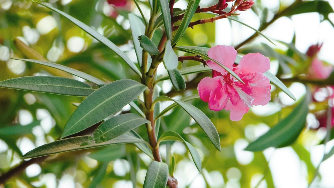 അരളി ചെടി വീടിനുള്ളിൽ വളർത്തുന്നത് ഒഴിവാക്കണം, കാരണം ഇതിലെ വിഷാംശം ഹൃദയമിടിപ്പിനെ വരെ ബാധിച്ചേക്കാം. 