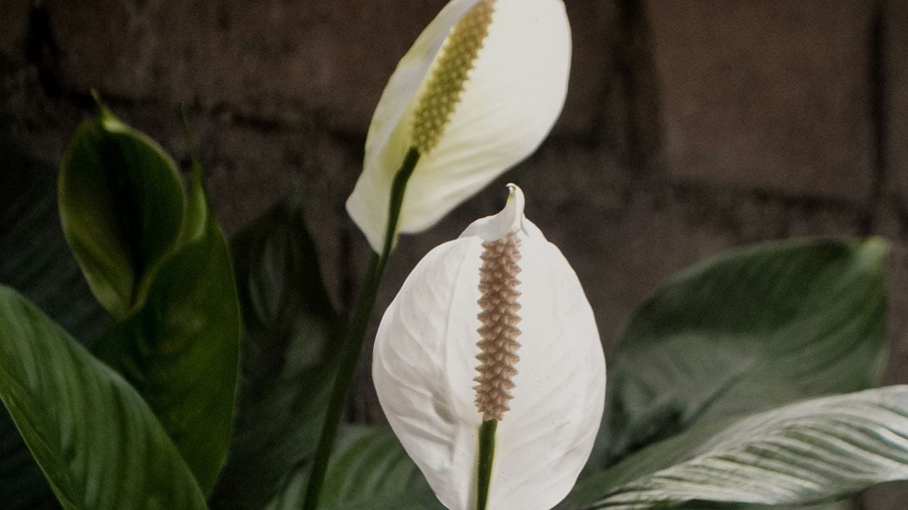 പീസ് ലില്ലി, അലോക്കേഷ്യ എന്നിവയിലെ കാൽസ്യം ഓക്സലേറ്റ് സ്ഫടികങ്ങൾ അലർജിക്കും ചർമ്മരോഗങ്ങൾക്കും വഴിമാറുന്നു. 