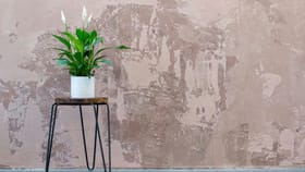 ഒരിക്കലും വീട്ടിൽ വളർത്തരുത് ഈ ചെടികൾ