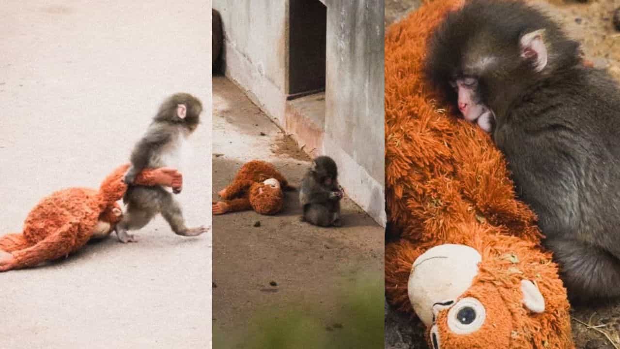 Viral Video: പഞ്ച് ഇനി കരയില്ല, അവനെ അവര്‍ ഏറ്റെടുത്തു; വൈറല്‍ കുരങ്ങന്‍ കുട്ടിയിതാ