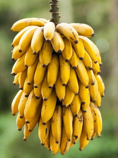 പഴം ഒരിക്കലും ചീഞ്ഞുപോകില്ല; ഇതാണ് ടിപ്പ്