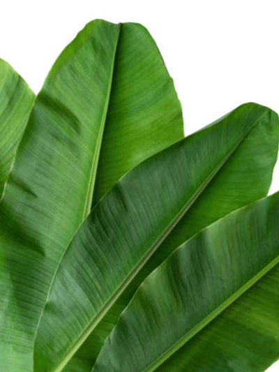 വാഴയില എടുത്തോ, രുചിയേറും ഹൽവ തയ്യാറാക്കാം