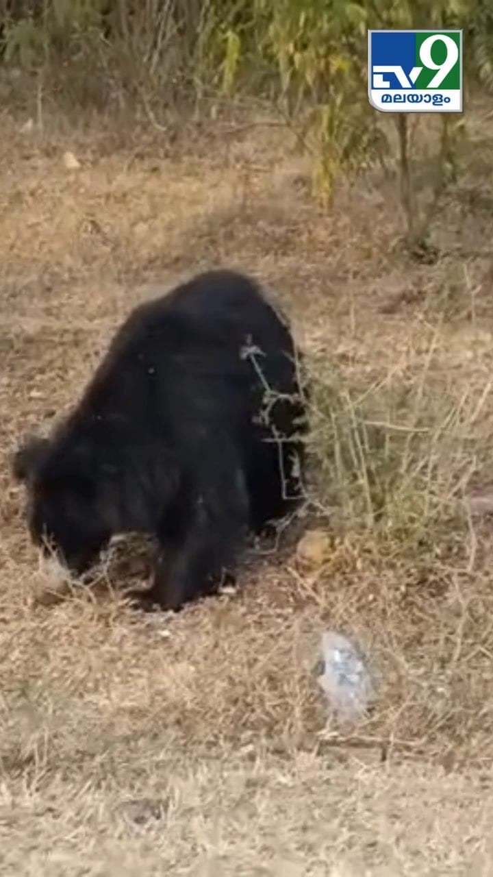 റോഡ് സൈഡിൽ ഇരിക്കുന്നതാരാണെന്ന് കണ്ടോ?