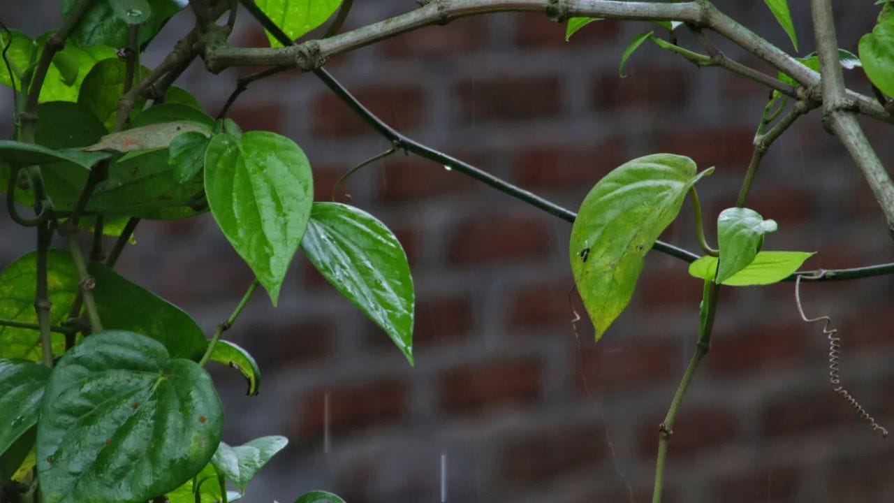 അതിനാൽ തന്നെ താബൂലത്തിൽ വെറ്റിലേക്ക് പ്രധാന സ്ഥാനമാണ് ഉള്ളത്. ശുഭകരമായ സംഭവത്തിന് പൂർണ്ണത നൽകുക മാത്രമല്ല പോസിറ്റീവ് എനർജി ആകർഷിക്കാനും വെറ്റിലയ്ക്ക്  സാധിക്കും. പുരാണമനുസരിച്ച് എല്ലാ ദേവന്മാരും വെറ്റിലയിലാണ് വസിക്കുന്നതെന്ന് വിശ്വസിക്കപ്പെടുന്നു. അതിനാലാണ് ശുഭകരമായ മുഹൂരർത്തങ്ങളിൽ വെറ്റില ഉപയോഗിക്കുന്നത്.  (PHOTO: TV9)