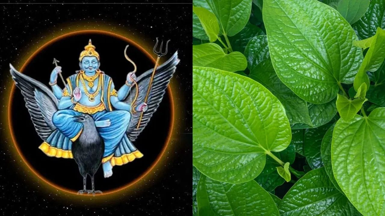 പുരാതനകാലം മുതൽ ഇന്ത്യൻ പാരമ്പര്യത്തിന്റെ ഭാഗമാണ് വെറ്റില. എന്തു ശുഭകരമായ കാര്യങ്ങൾ നടക്കുമ്പോഴും വെറ്റില അതിൽ ഉപയോഗിക്കാറുണ്ട്. പൂജകൾ നേർച്ചകൾ വ്രതങ്ങൾ വിവാഹം എന്നിവയിൽ വെറ്റില നിർബന്ധമാണ്. കൂടാതെ ക്ഷേത്രങ്ങളിൽ അർച്ചനകളും അഭിഷേകങ്ങളും നടത്തുമ്പോൾ മറ്റു പൂജാ വസ്തുക്കൾക്കൊപ്പം വെറ്റിലയും അർപ്പിക്കുന്നത് പതിവാണ്. (PHOTO: TV9)