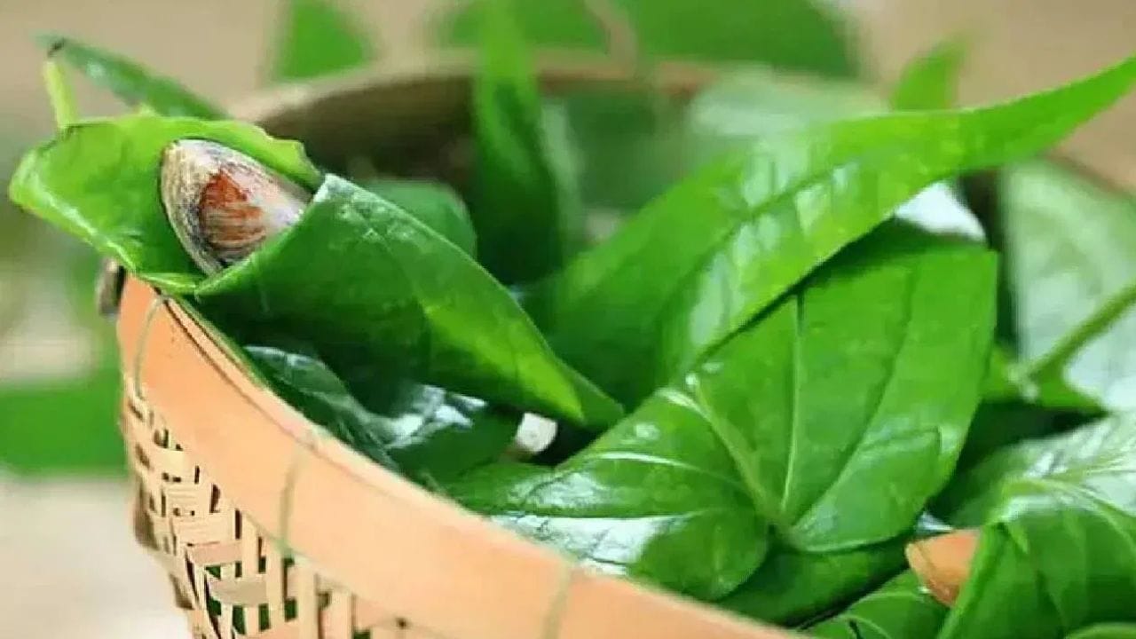 ആത്മീയവിശ്വാസം അനുസരിച്ച് വെറ്റിലയുടെ ചുവട്ടിൽ ലക്ഷ്മിദേവിയും നടുവിൽ പാർവതി ദേവിയും അഗ്രത്തിൽ സരസ്വതി ദേവിയും വസിക്കുന്നു എന്നാണ് പറയപ്പെടുന്നത്. മാത്രമല്ല ശനി ദോശ നിവാരണത്തിനും വെറ്റില വളരെ പ്രയോജനകരമാണ്. ഇന്ദ്രൻ, ബ്രഹ്മാവ്, വിഷ്ണു, മഹേശ്വരൻ എന്നിവരും അതിൽ വസിക്കുന്നുണ്ടെന്നും വിശ്വസിക്കപ്പെടുന്നു.  (PHOTO: TV9)