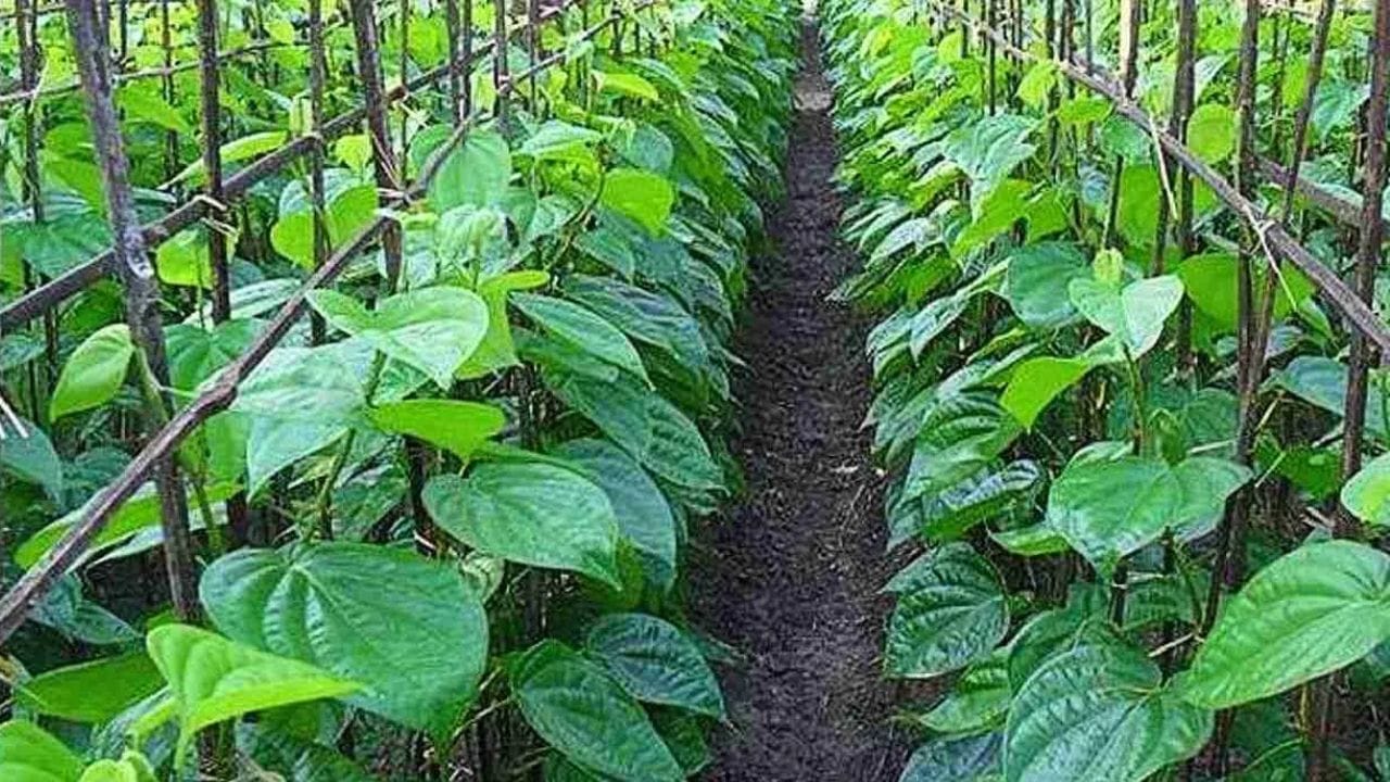 അതുകൊണ്ടാണ് നവദമ്പതികൾ താംബൂലം മാറ്റിയാൽ അവരുടെ ദാമ്പത്യ ജീവിതം സന്തോഷകരമാകുമെന്ന് മുതിർന്നവർ പറയുന്നത്. വെറ്റില ആഞ്ജനേയന് വളരെ പ്രിയപ്പെട്ടതായി കണക്കാക്കപ്പെടുന്നു. വെറ്റില ഉപയോഗിച്ച് പൂജിക്കുന്നത് ശനിയുടെ ദോഷങ്ങൾ നീക്കുകയും ഒരാളുടെ പ്രവൃത്തിയിൽ വിജയം കൈവരിക്കുകയും ചെയ്യുമെന്ന് ആഴത്തിൽ വിശ്വസിക്കപ്പെടുന്നു. (PHOTO: TV9)