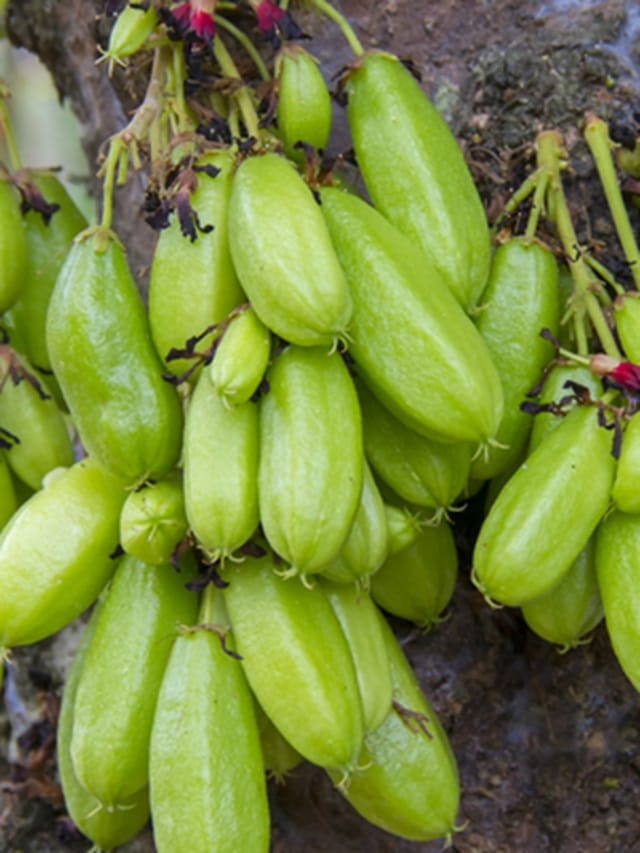 ഇരുമ്പന്‍ പുളി അധികം കഴിക്കേണ്ട; പണിയാകും