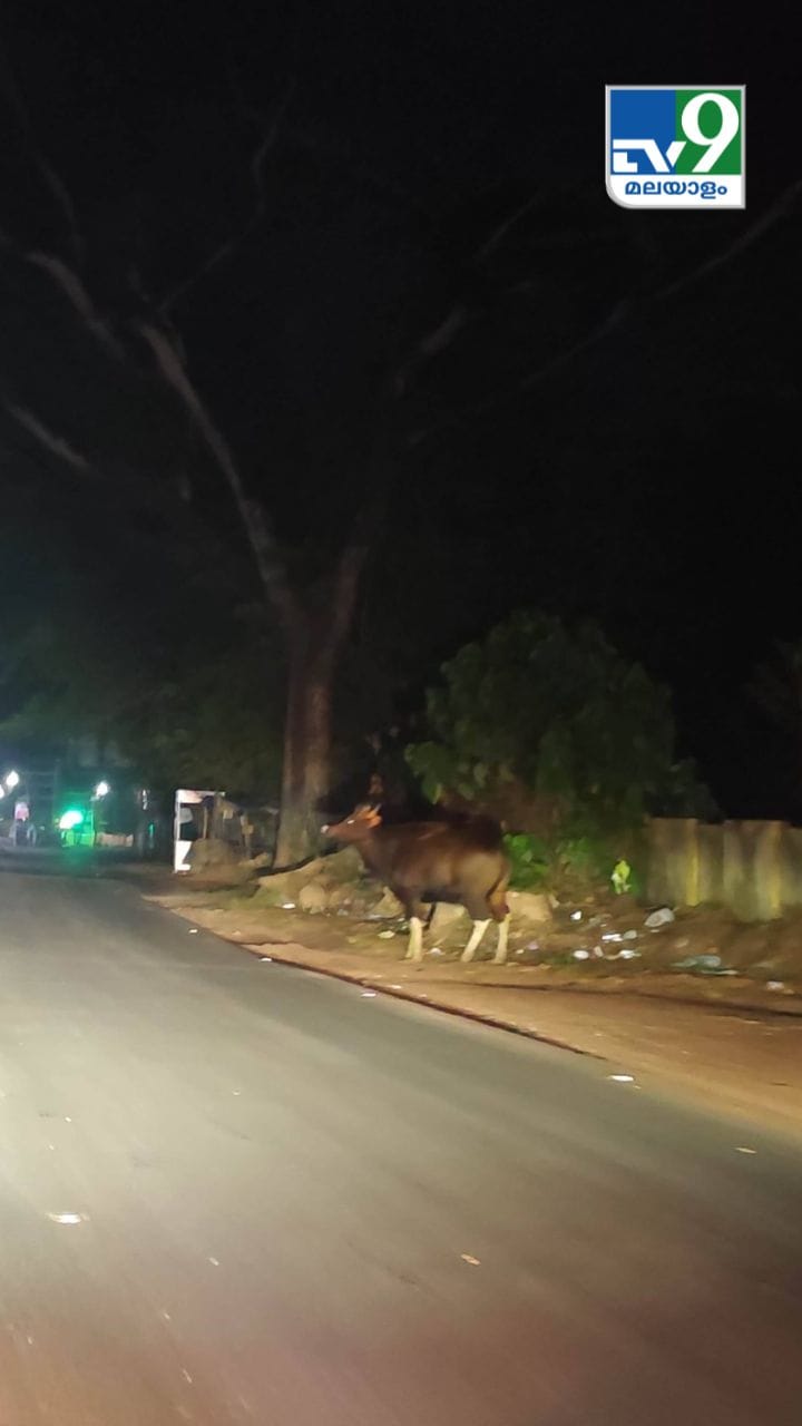 ആലപ്പുഴ മാവേലിക്കരയിൽ കാട്ടുപോത്തിനെ കണ്ടു