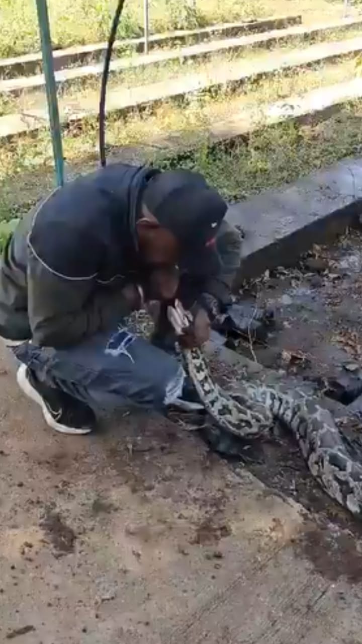 പെരുമ്പാമ്പിൻ്റെ ചുണ്ടിൽ വായോട് ചേർത്ത് സിപിആർ, ഒടുവിൽ