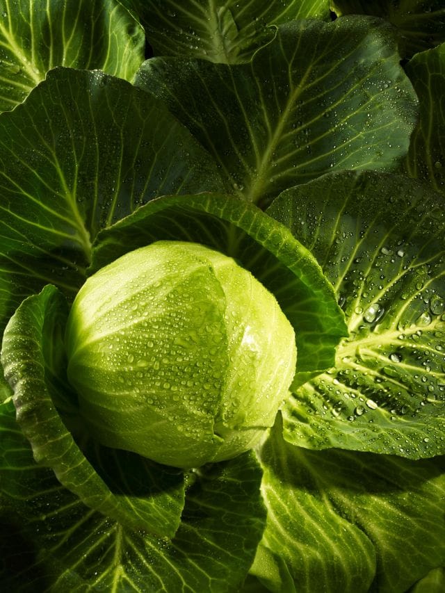 കാബേജിലെ പുഴുക്കളെ തുരത്താനുള്ള എളുപ്പ വഴികള്‍