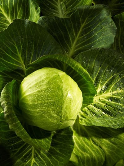 കാബേജിലെ പുഴുക്കളെ തുരത്താനുള്ള എളുപ്പ വഴികള്‍