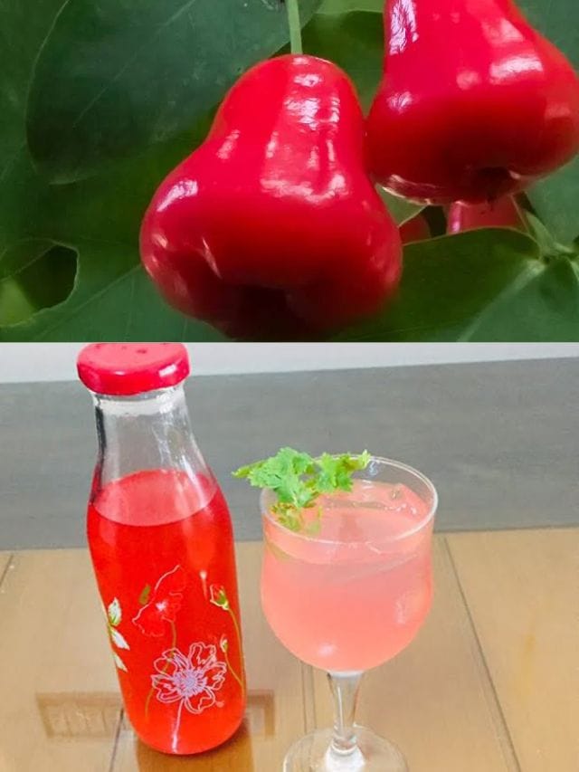 ചൂടിനെ തുരത്താൻ ചാമ്പക്ക സ്‌ക്വാഷ്! സംഗതി സിംപിൾ