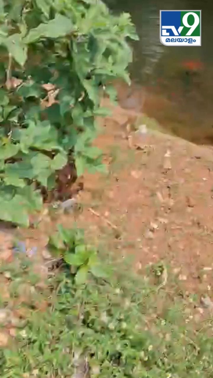 ഇത് കാക്ക കുളി അല്ല നായ കുളിയാണ്