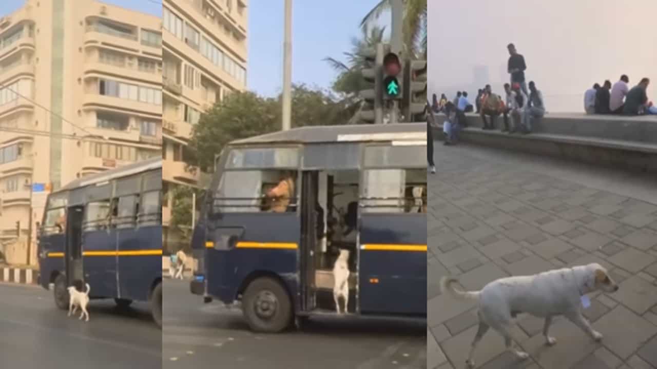 Viral Video: പട്രോളിങിന് ഇറങ്ങി പൈറേറ്റ്; പൊലീസുകാര്‍ക്കൊപ്പം കൂടി തെരുവുനായ