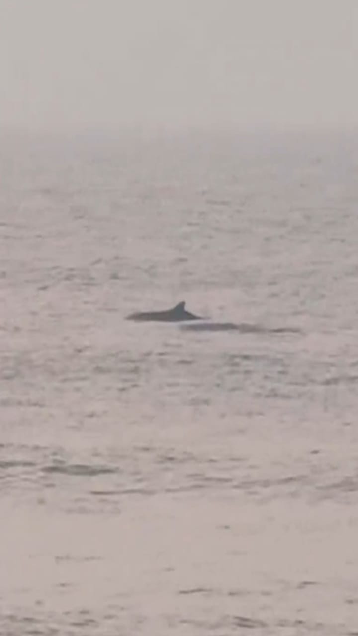 ഡോള്‍ഫിനേ കണ്ണു ചിമ്മ്! ഒഡീഷയിലെ പുരി ബീച്ചിലെ ദൃശ്യങ്ങള്‍