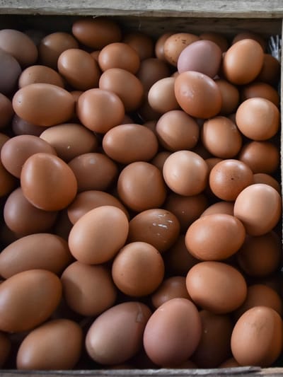 മുട്ടകളിലൂടെ പക്ഷിപ്പനി പകരുമോ?