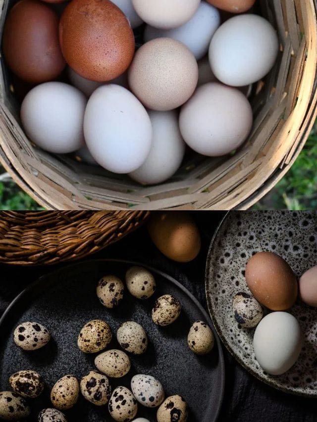 കോഴിമുട്ടയിലാണോ കാടമുട്ടയിലാണോ പ്രോട്ടീൻ കൂടുതൽ?