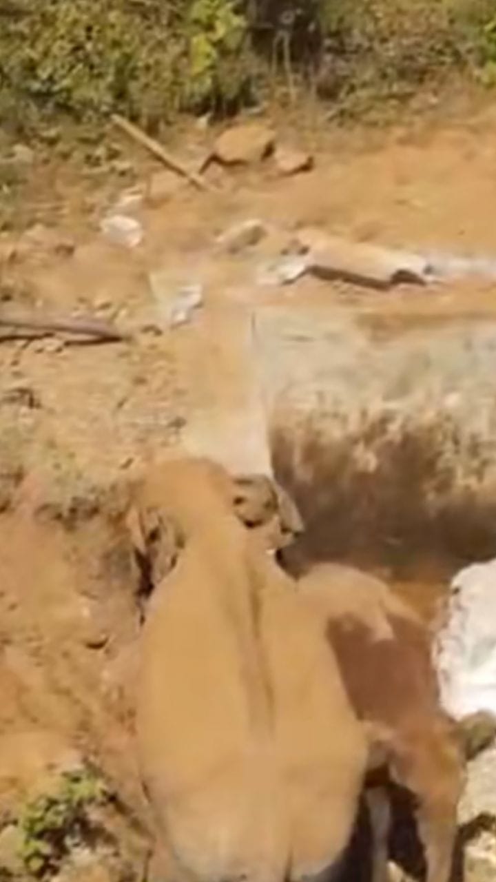 വാൽപ്പാറയിൽ കിണറിൽ വീണ കുട്ടിയാനയെ രക്ഷപ്പെടുത്തി കരയ്ക്ക് കയറ്റുന്ന അമ്മയാന