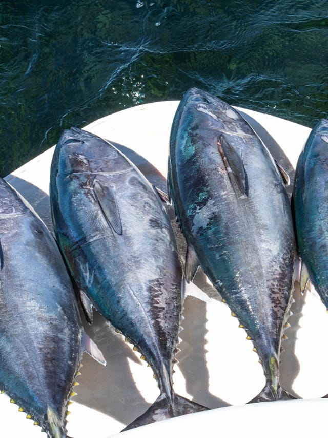 നെയ്മീനാണോ ചൂരയാണോ ആരോഗ്യത്തിന് നല്ലത്?