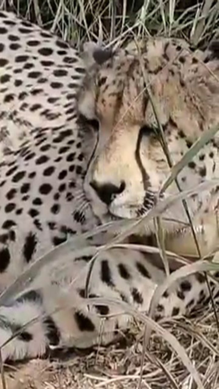 കുനോ നാഷണല്‍ പാര്‍ക്കിലെ പുതിയ അംഗങ്ങള്‍; ദക്ഷിണാഫ്രിക്കൻ ചീറ്റ 'ഗാമിനി' മൂന്ന് കുഞ്ഞുങ്ങൾക്ക് ജന്മം നൽകി