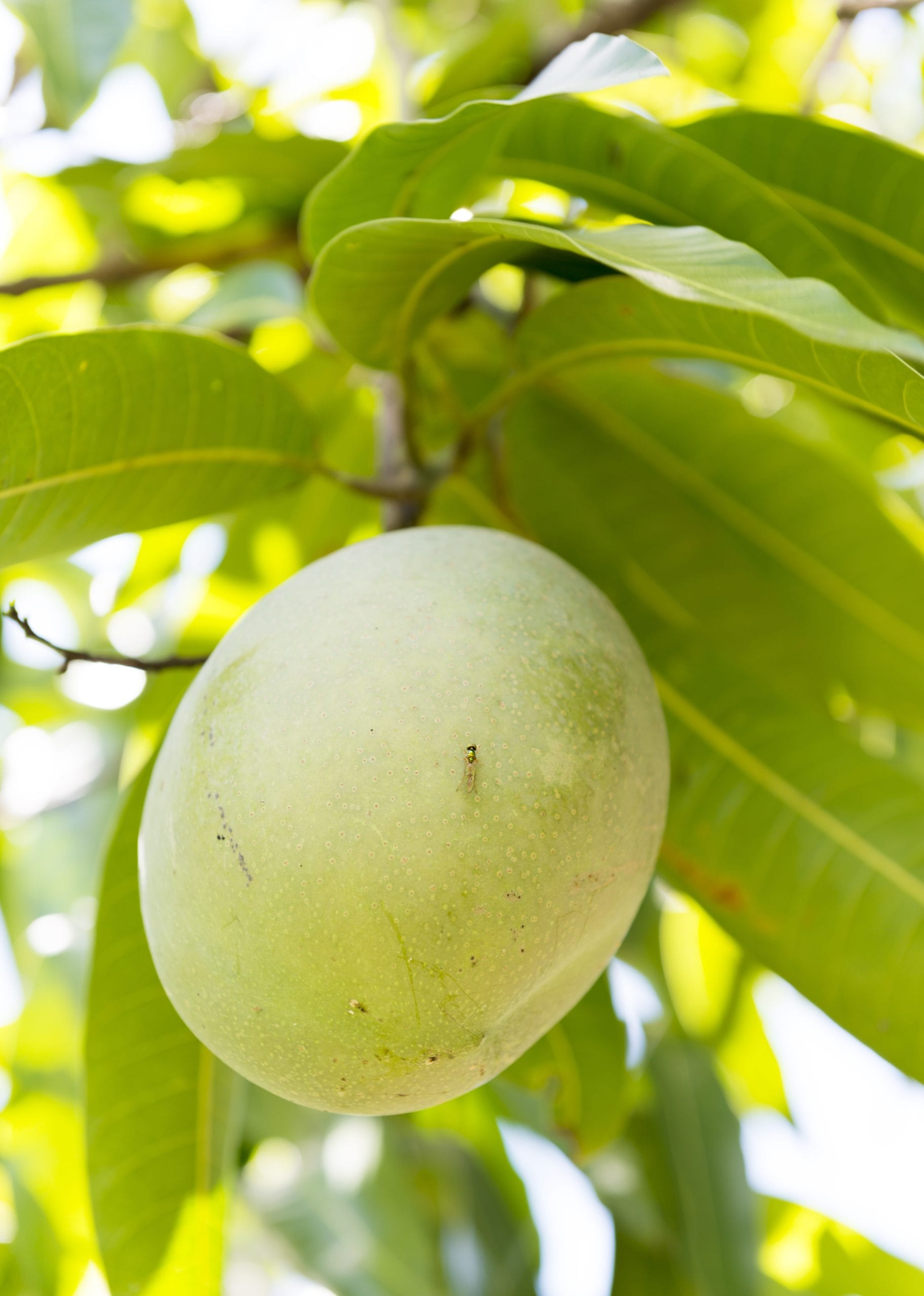 ഇനി ആ കാത്തിരിപ്പിൻ്റെ ആവശ്യമില്ല. പച്ചമാങ്ങയുടെ രുചിയും ഗുണവും ഒട്ടും ചോർന്നുപോകാതെ ഒരു വർഷക്കാലം വരെ എങ്ങനെ ഫ്രഷ് ആയി സൂക്ഷിക്കാം? വിദേശരാജ്യങ്ങളിലും നഗരങ്ങളിലും ഉള്ളവർക്കും, മാങ്ങ സുലഭമായ നാട്ടുകാർക്കും ഒരുപോലെ പരീക്ഷിക്കാവുന്ന ലളിതമായ ചില സൂത്രവിദ്യകൾ ഇതാ. മാമ്പഴക്കാലം കഴിഞ്ഞാലും നിങ്ങളുടെ അടുക്കളയിൽ മാങ്ങയുടെ മണം മായാതിരിക്കാൻ ഈ വഴികൾ ഒന്ന് പരീക്ഷിച്ചു നോക്കൂ.
