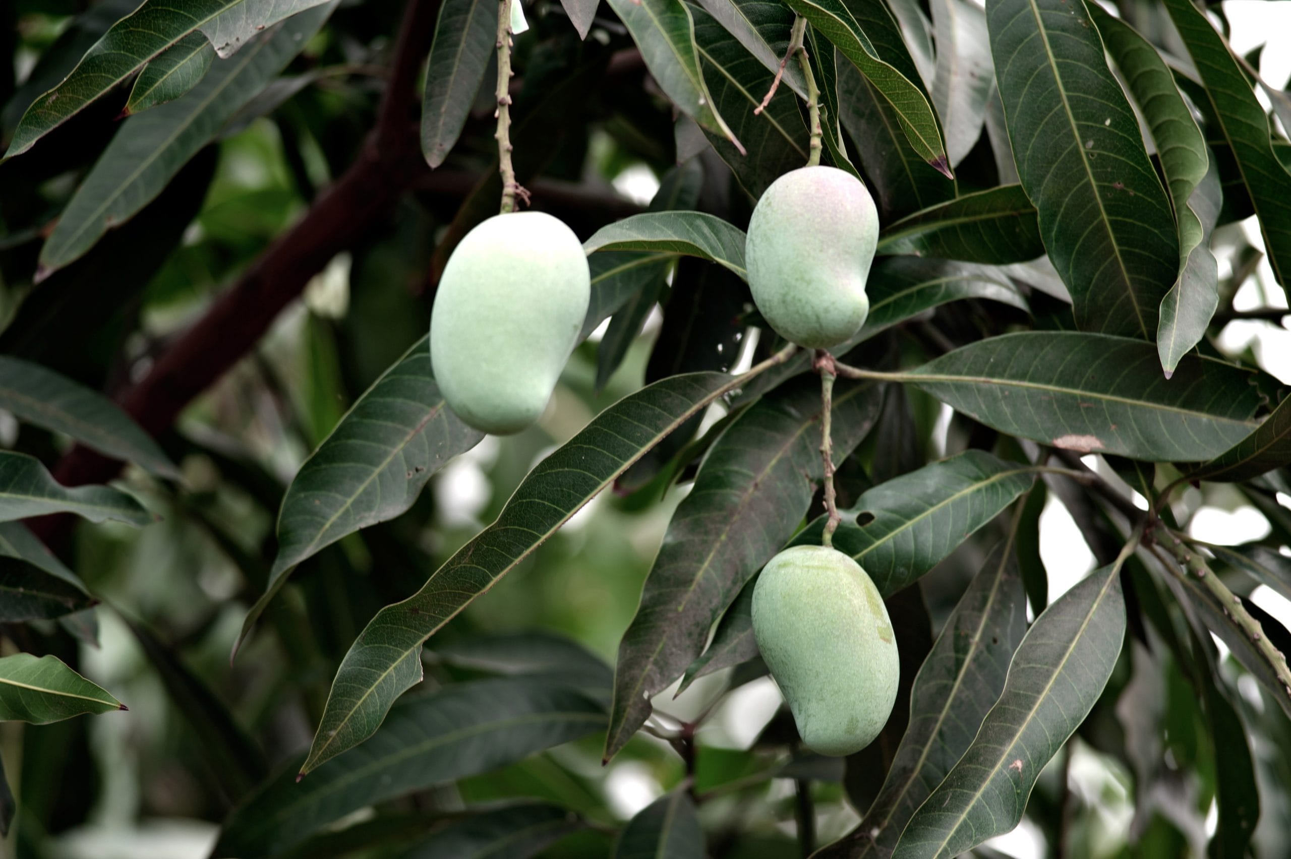 10 മിനിറ്റിന് ശേഷം കഷ്ണങ്ങൾ പുറത്തെടുത്ത് വൃത്തിയുള്ളതും ഉണങ്ങിയതുമായ ഒരു കോട്ടൺ തുണിയിൽ നിരത്തിയിടുക. ഒരു ടിഷ്യൂ പേപ്പറോ മറ്റൊരു തുണിയോ ഉപയോഗിച്ച് മാങ്ങയിലെ വെള്ളം പൂർണ്ണമായും ഒപ്പിയെടുക്കുക. ജലാംശം പൂർണ്ണമായും മാറിയ ശേഷം ഇവ സിപ്പ് ലോക്ക് കവറുകളിലോ എയർ ടൈറ്റ് കണ്ടെയ്നറിലോ ആക്കി ഫ്രീസറിൽ സൂക്ഷിക്കാം. ഈ രീതിയിൽ സൂക്ഷിക്കുന്ന മാങ്ങ കഷ്ണങ്ങൾ ഉപയോഗിച്ച് എപ്പോൾ വേണമെങ്കിലും രുചികരമായ അച്ചാറുകളോ മാങ്ങാക്കറിയോ തയ്യാറാക്കാവുന്നതാണ്.
