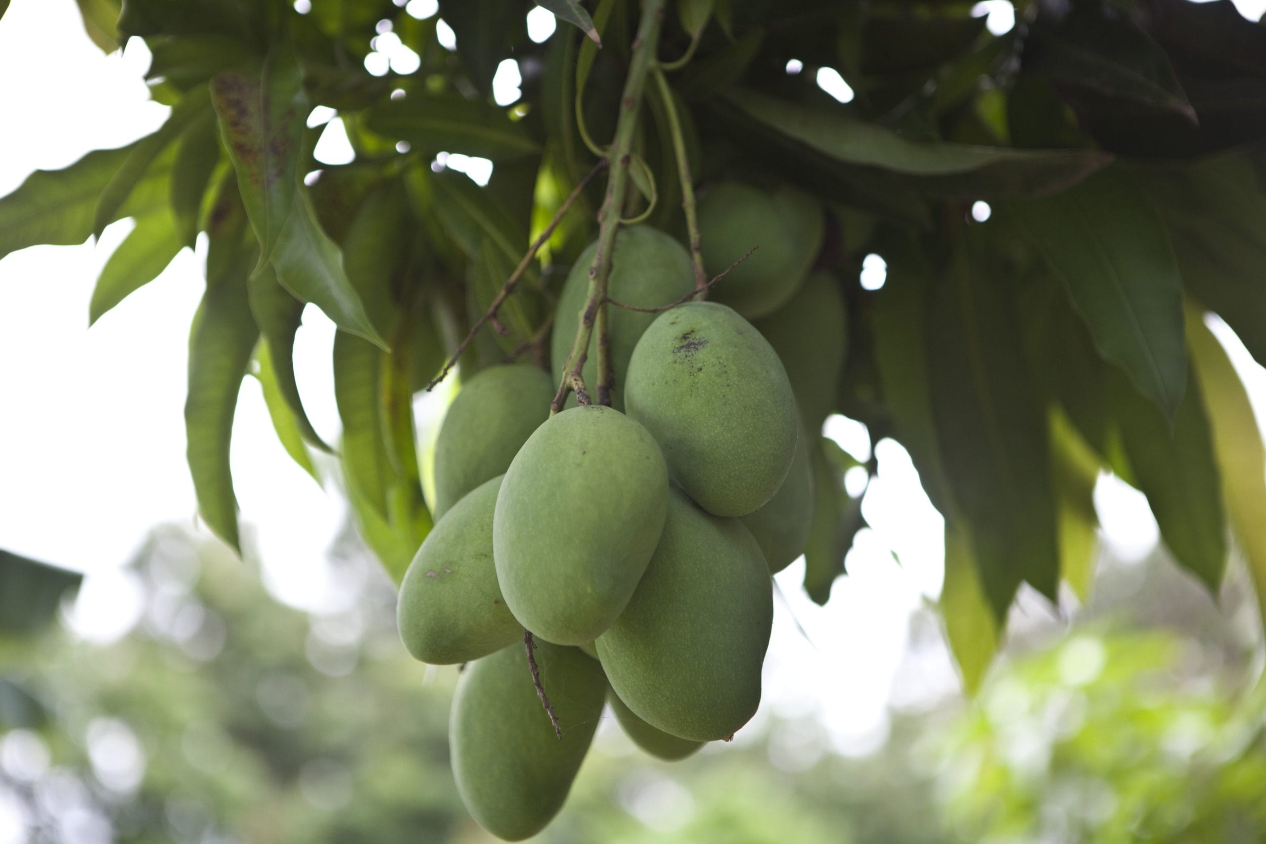 മാങ്ങ കഷണങ്ങളാക്കിയവ പരന്ന പ്രതലമുള്ള ഒരു പാത്രത്തിലേക്ക് മാറ്റുക. കഷണങ്ങൾ ഒന്നിന് മുകളിൽ ഒന്നായി വരാതെ നിരത്തി വെക്കാൻ ശ്രദ്ധിക്കണം. ഈ പാത്രം ഒരു മണിക്കൂർ നേരം ഫ്രീസറിൽ വയ്ക്കുക. പാത്രം മൂടി വെക്കാൻ പാടില്ല. ഇങ്ങനെ ചെയ്യുന്നത് മാങ്ങയുടെ പുറംഭാഗം പെട്ടെന്ന് തണുക്കാനും കഷണങ്ങൾ പരസ്പരം ഒട്ടാതിരിക്കാനും സഹായിക്കും. ഒരു മണിക്കൂറിനു ശേഷം പാത്രം പുറത്തെടുക്കുക. പറ്റിപ്പിടിച്ചിരിക്കുന്ന കഷണങ്ങൾ കൈകൊണ്ട് സാവധാനം വേർപെടുത്തുക.
