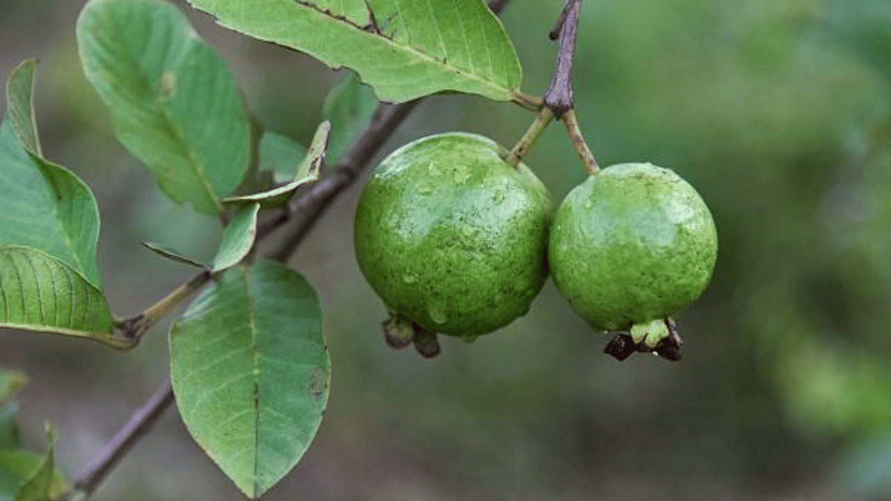 Guava leaves: പ്രമേഹത്തെ തടയാൻ പേരയില മതിയോ? പേരയ്ക്ക മാത്രമല്ല, ഇലയും പൊളിയല്ലേ...