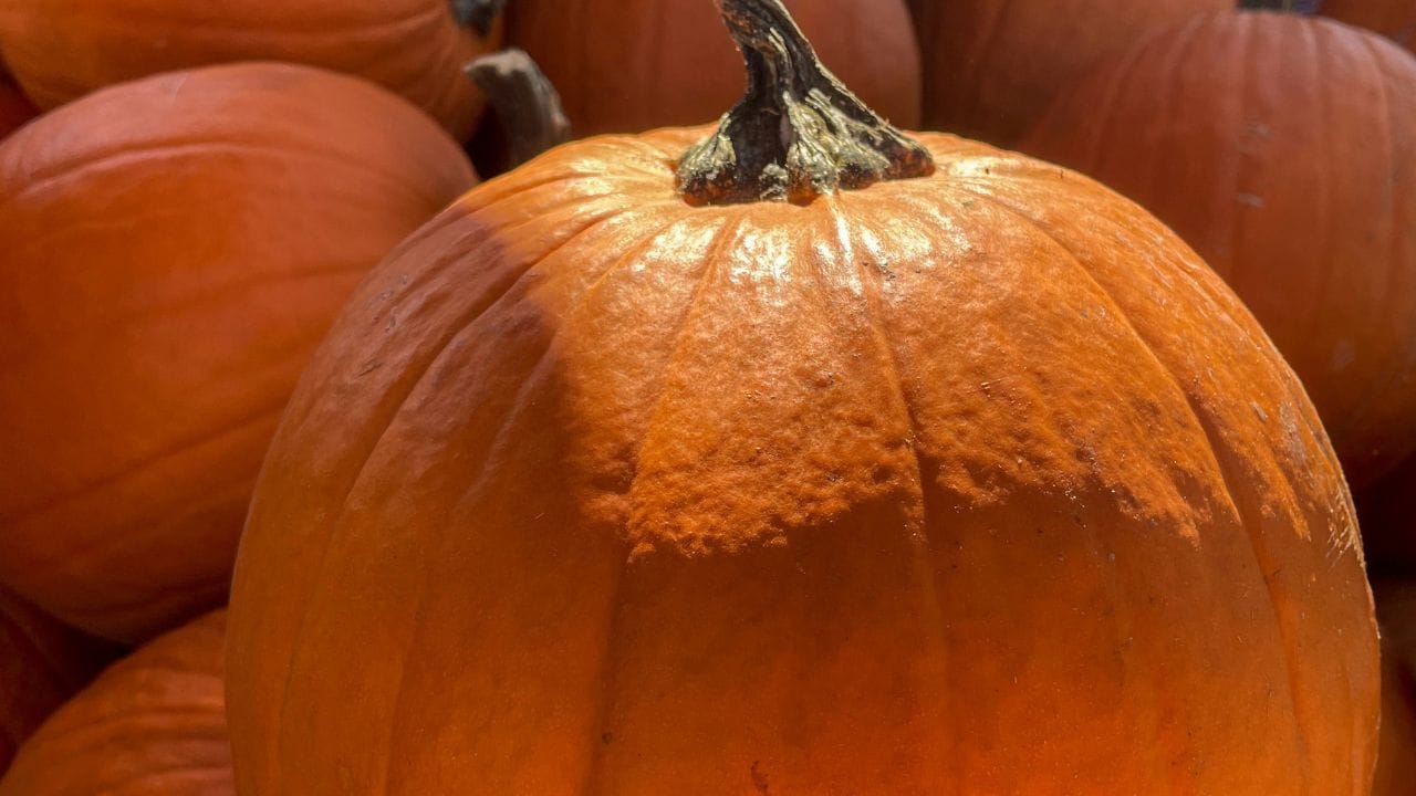 നമ്മുടെ പറമ്പുകളിലും അടുക്കളകളിലും വളരെ സാധാരണയായി കാണപ്പെടുന്ന ഒന്നാണ് മത്തങ്ങ. എന്നാൽ ഇതിന്റെ ആരോഗ്യഗുണങ്ങളെക്കുറിച്ച് പലരും ബോധവാന്മാരല്ല. ഹൃദയാരോഗ്യം മെച്ചപ്പെടുത്തുന്നത് മുതൽ ശരീരഭാരം കുറയ്ക്കാൻ വരെ മത്തങ്ങ സഹായിക്കുമെന്ന് പഠനങ്ങൾ വ്യക്തമാക്കുന്നു.