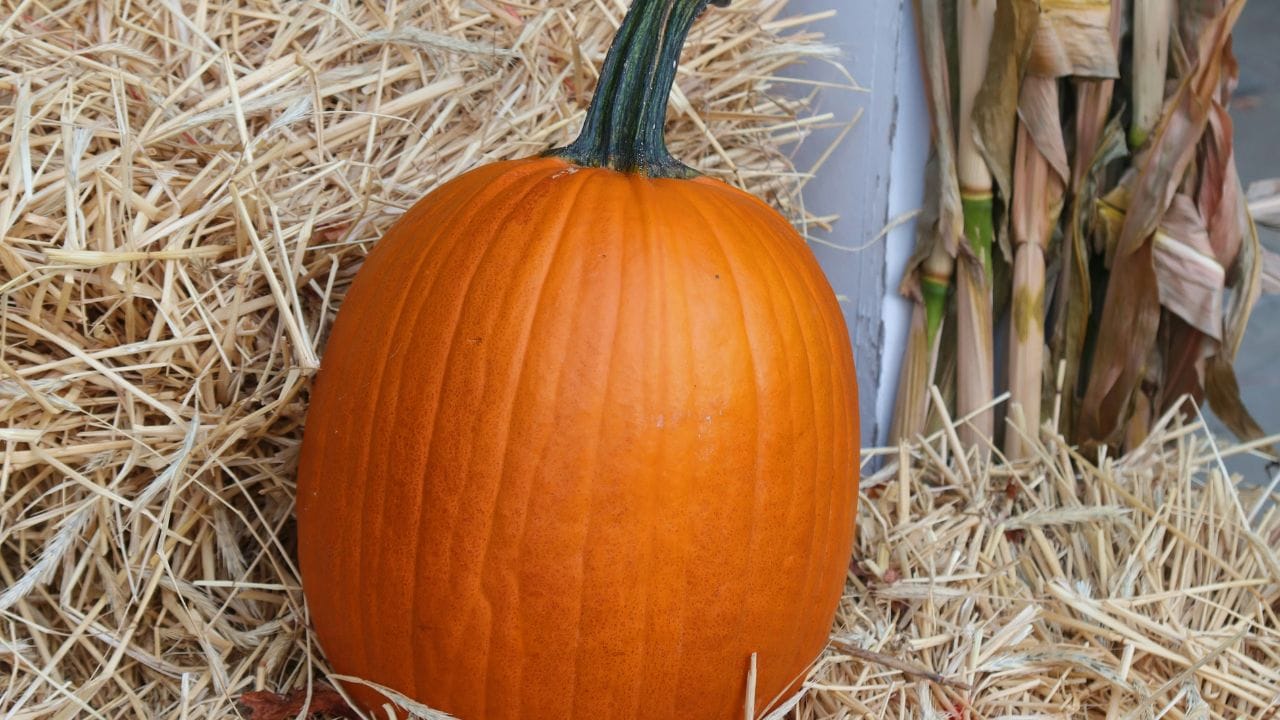 മത്തങ്ങയിൽ കാലറി വളരെ കുറവാണ്. എന്നാൽ നാരുകൾ ധാരാളമായി അടങ്ങിയിട്ടുള്ളതിനാൽ ഇത് കഴിച്ചാൽ ദീർഘനേരം വിശപ്പ് അനുഭവപ്പെടില്ല. അമിതഭാരം കുറയ്ക്കാൻ ആഗ്രഹിക്കുന്നവർക്ക് ഭക്ഷണക്രമത്തിൽ ഉൾപ്പെടുത്താവുന്ന മികച്ച ഓപ്ഷനാണിത്.