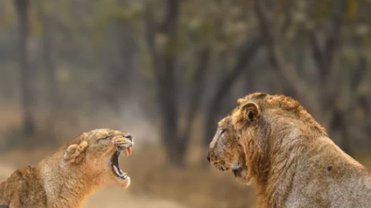 Viral Video: സിംഹത്തെ തോൽപിച്ച പെൺ കരുത്ത്, ഇത് കാട്ടിലെ അപൂർവ്വ കാഴ്ച Viral Video: സിംഹത്തെ തോൽപിച്ച പെൺ കരുത്ത്, ഇത് കാട്ടിലെ അപൂർവ്വ കാഴ്ച