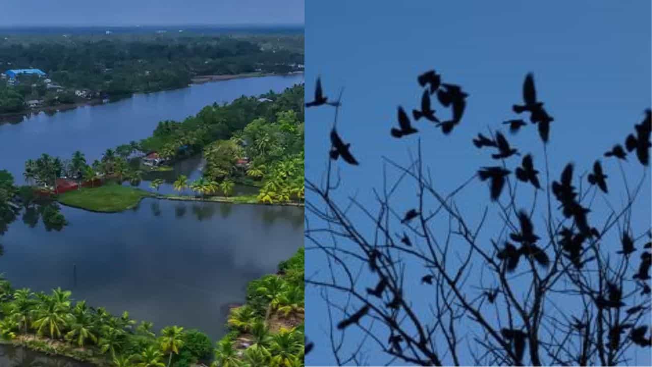 Kakkathuruthu: കാക്കകളുടെ ദ്വീപിനെ കുറിച്ചറിയാമോ?; ഇതാണ് ആലപ്പുഴയിലെ ആ രഹസ്യ സങ്കേതം