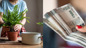 ചെടി വളർത്തി പണമുണ്ടാക്കാം; ഒരു ലക്ഷം രൂപ വരെ ഉറപ്പ്